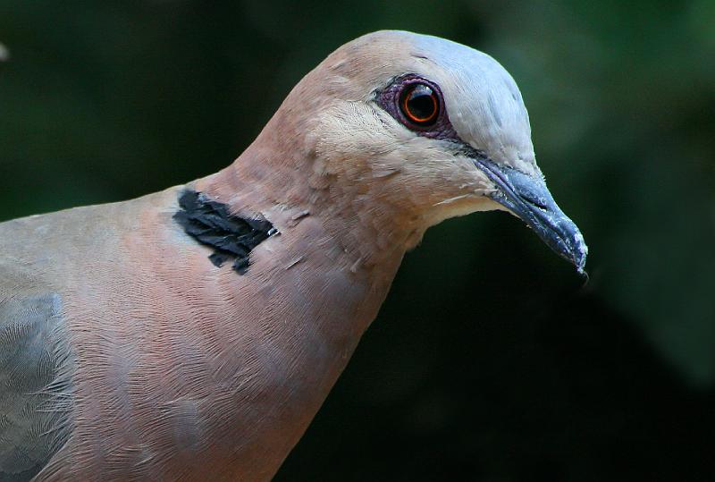 voels en id 071.jpg - Grootringduif protret roep 'koek-kooe-koek'